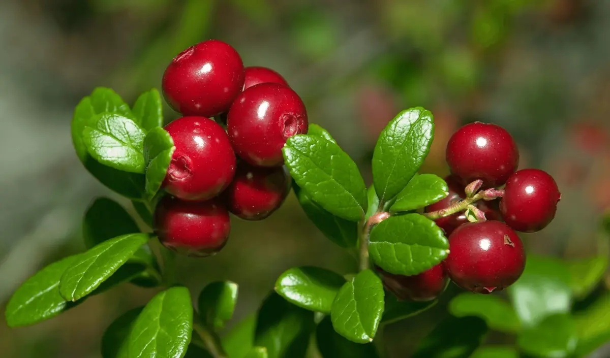 Фото: pinterest.com