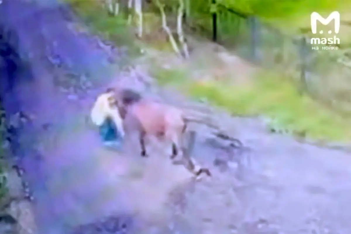 Кадр из видео/Telegram-канал «Mash на Мойке»