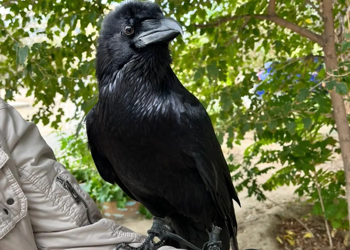 Ворон Бран. Фото автора
