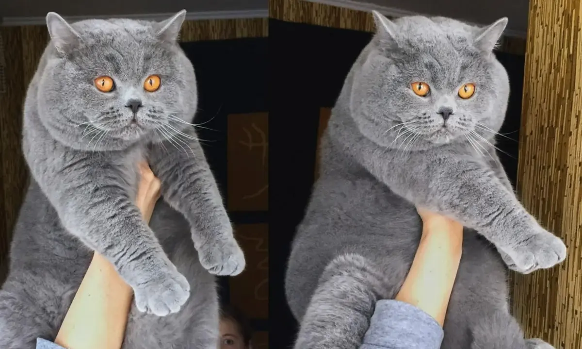 Фото: кадр YouTube