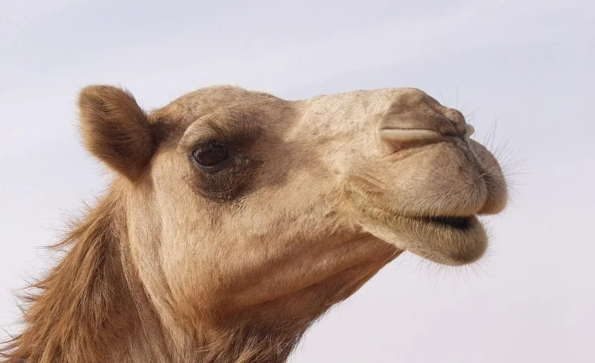 Фото: кадр YouTube