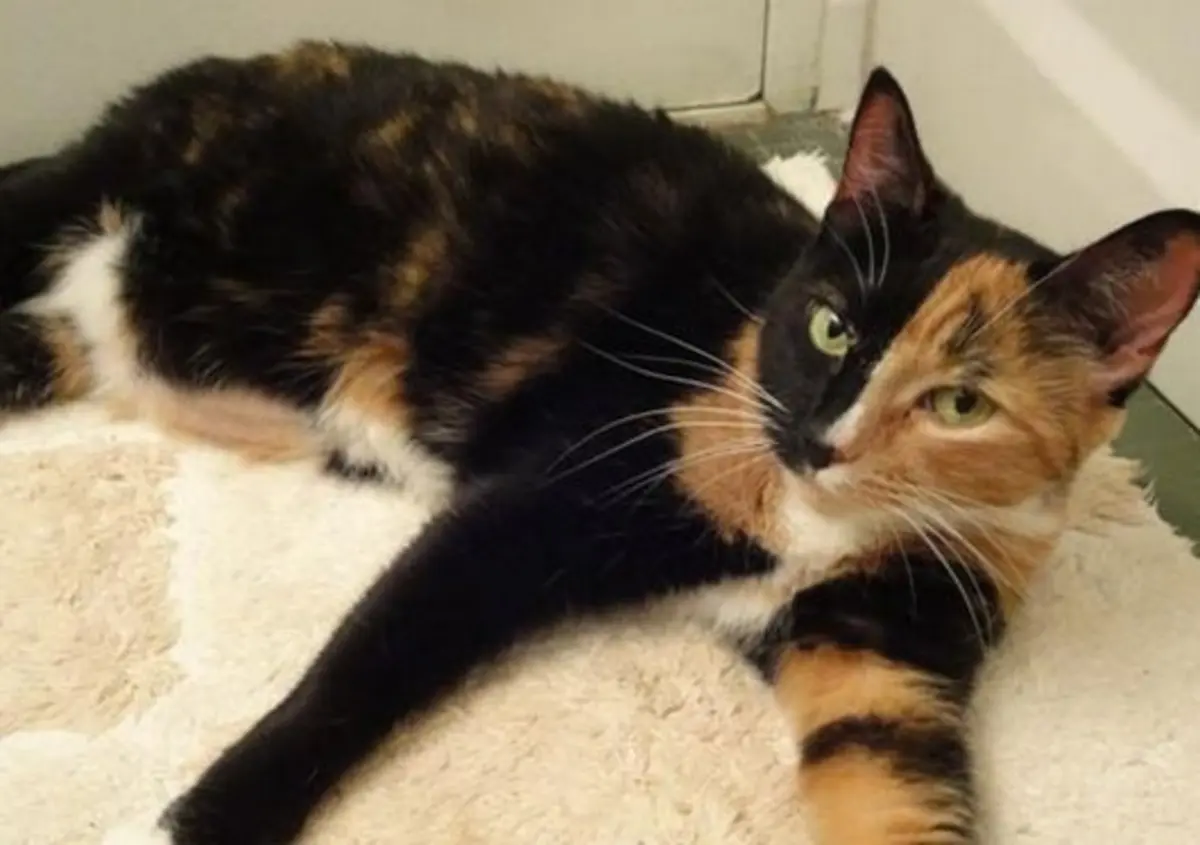 Фото: ru.pinterest.com