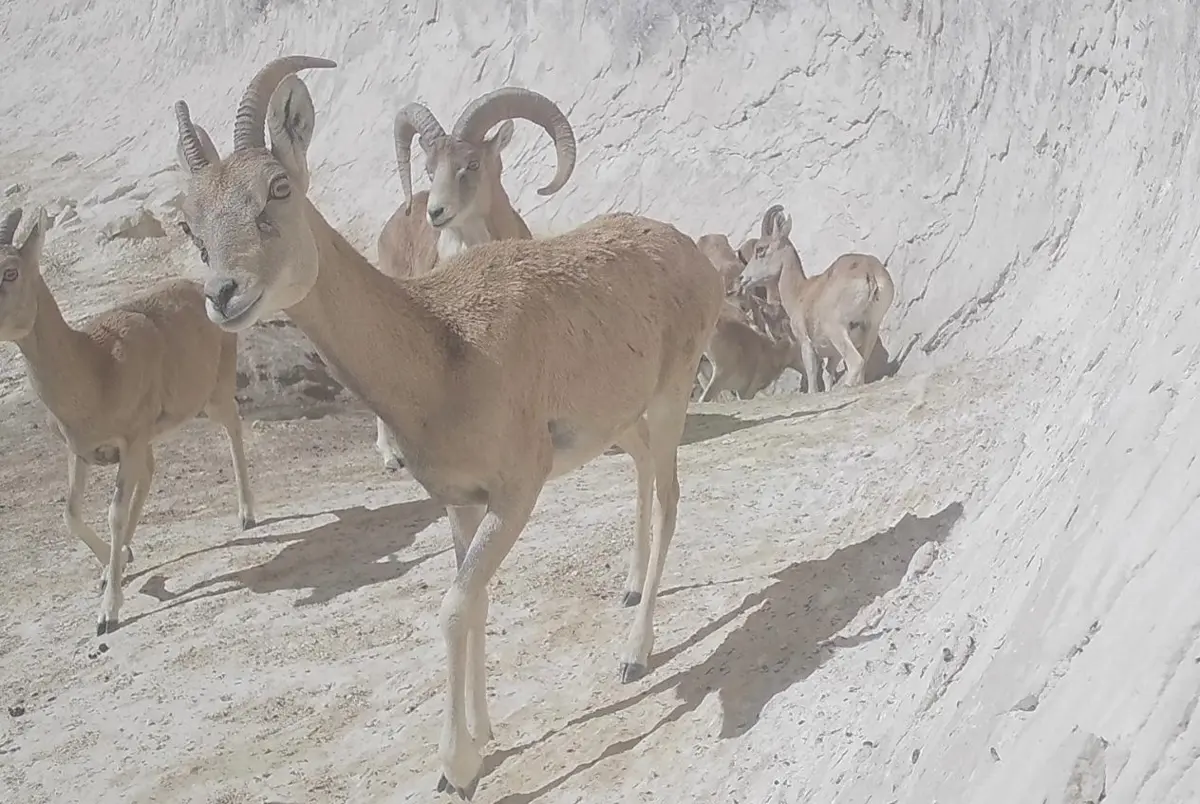 Фото предоставлено Мынбергеном Каратауовым