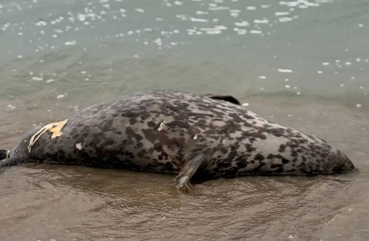 Фото прислано очевидцем