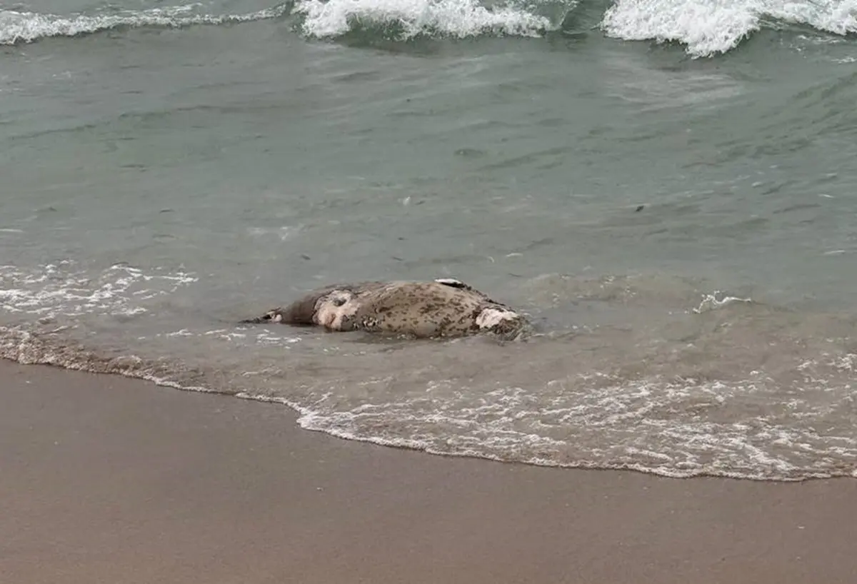 фото прислано очевидцами для Lada.kz