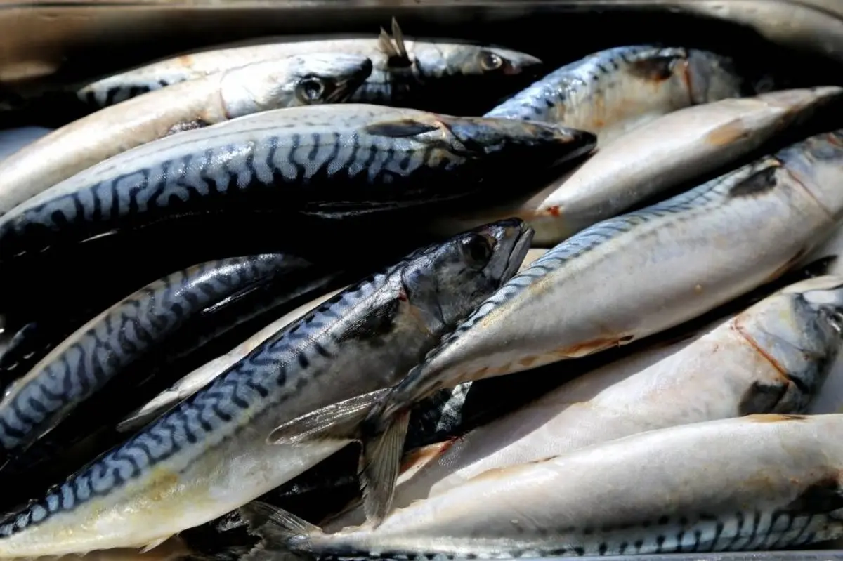 Фото: fish-yar.ru