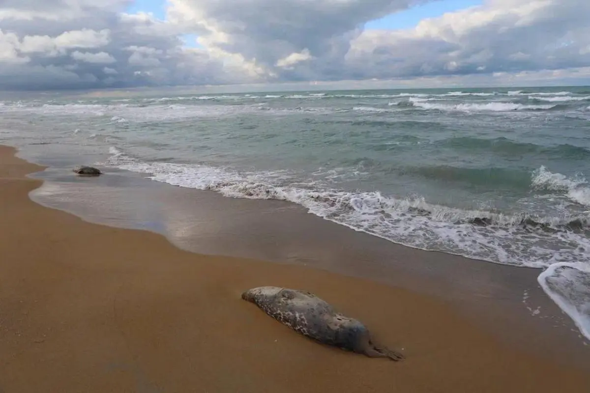 Фото института гидробиологии и экологии