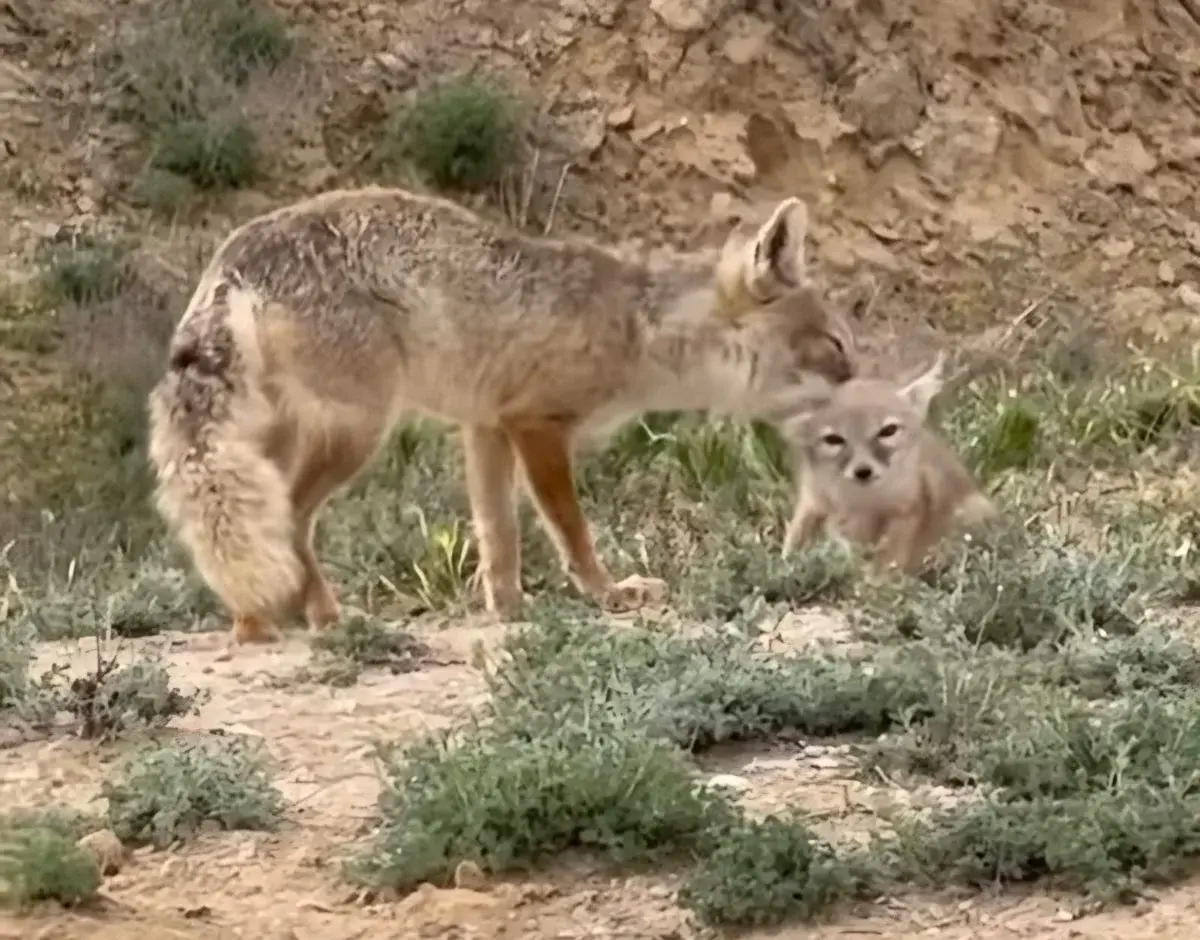 Мангистауские корсаки. Скриншот из видео