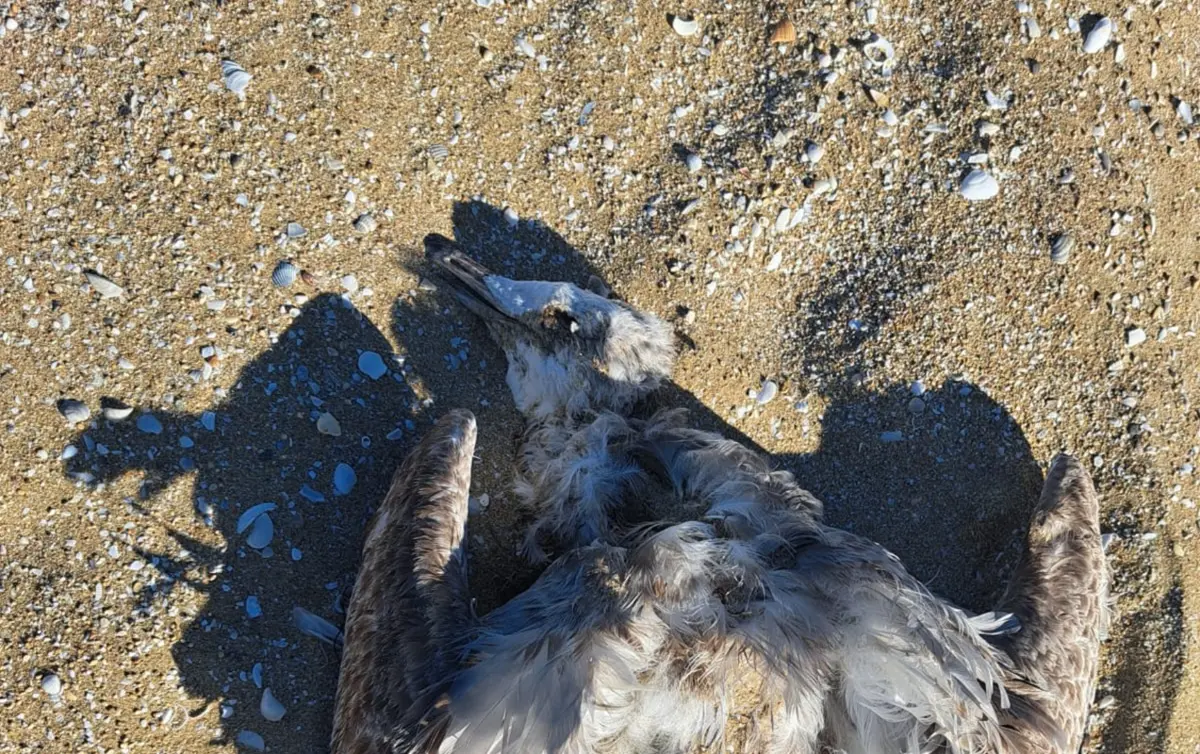 Фото инспекции