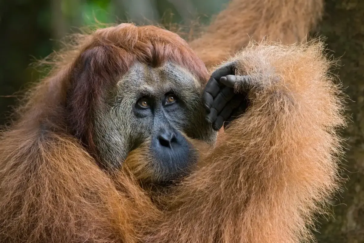 Фото: Suzi Eszterhas / Minden Pictures / Profimedia