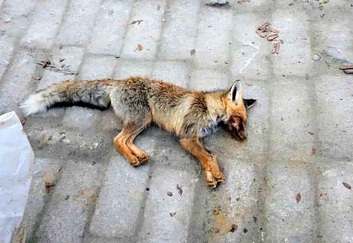 Убитая лиса в селе Бейнеу. Фото очевидцев