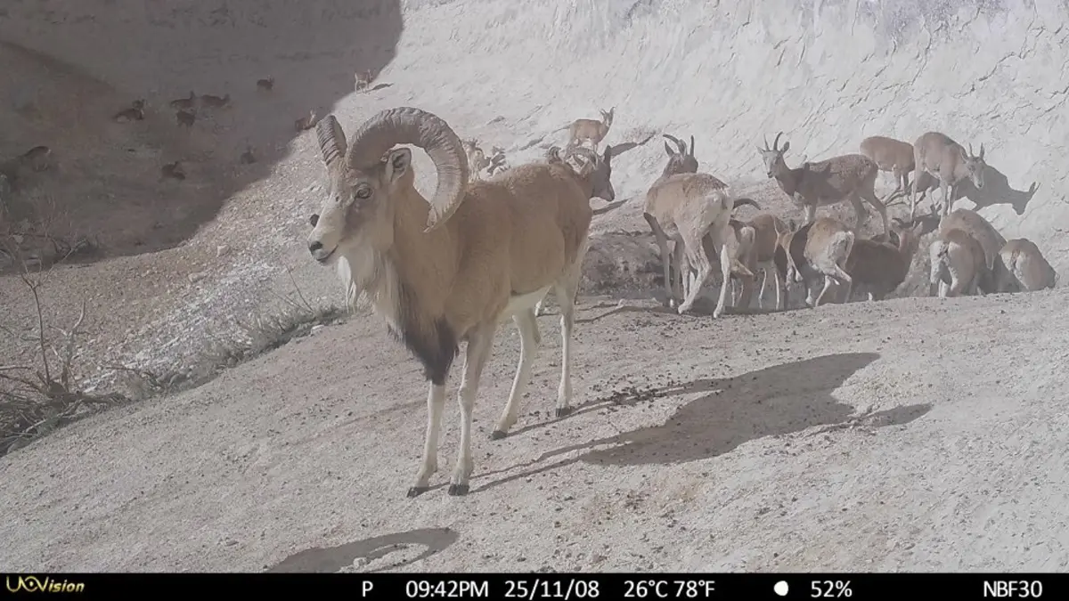 Фото: КГУ «Государственный региональный природный парк «Кызылсай»»