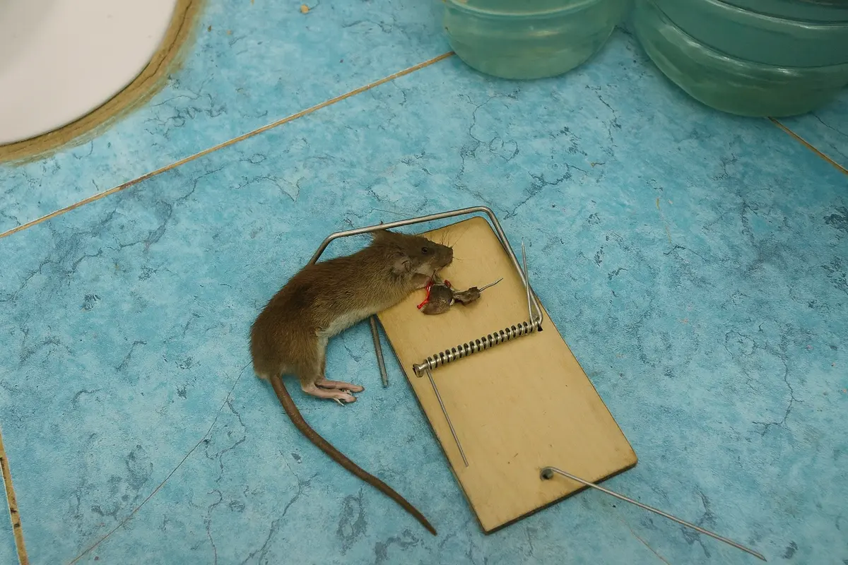 Крыса, пойманная аж на четвертом этаже дома №19 в 3А микрорайоне. Фото жителей