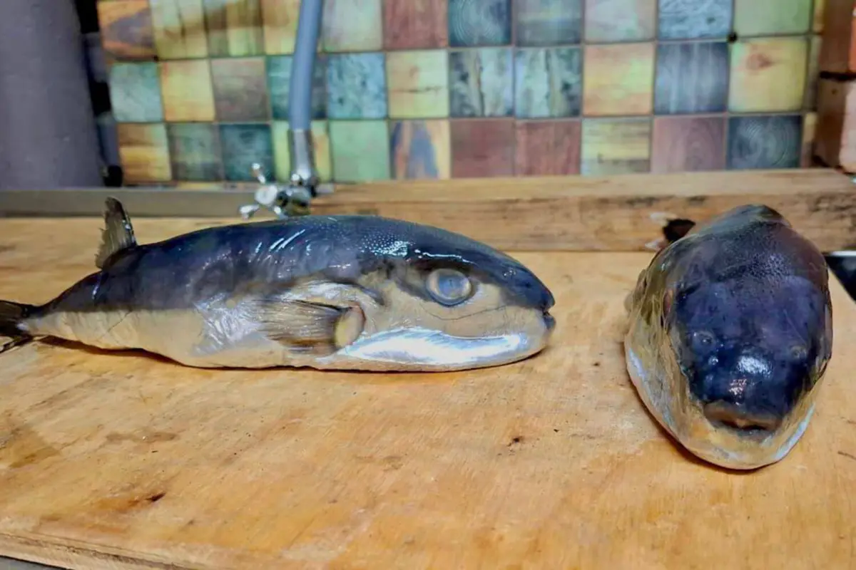 Фото: Прокуратура Краснодарского края