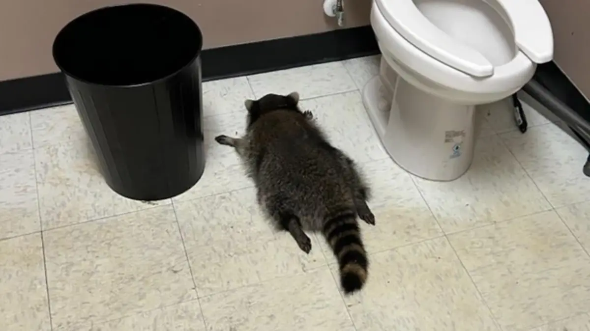 Фото: Hanover County Animal Protection and Shelter