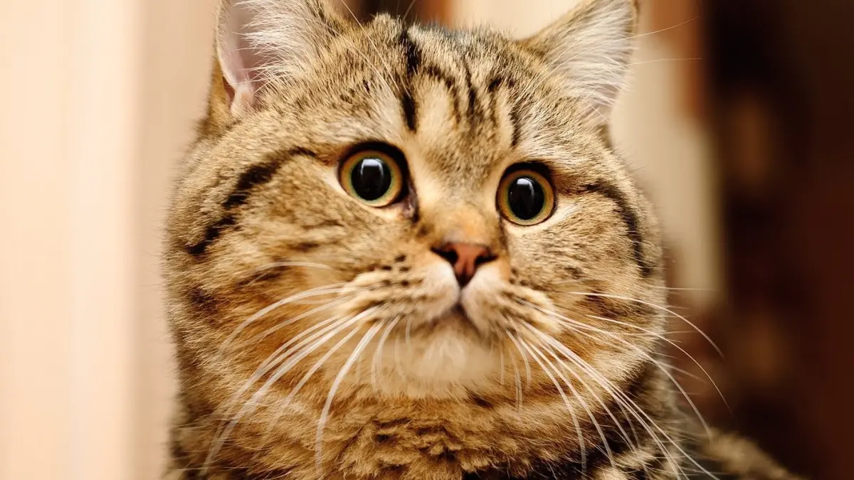 Фото: кадр YouTube