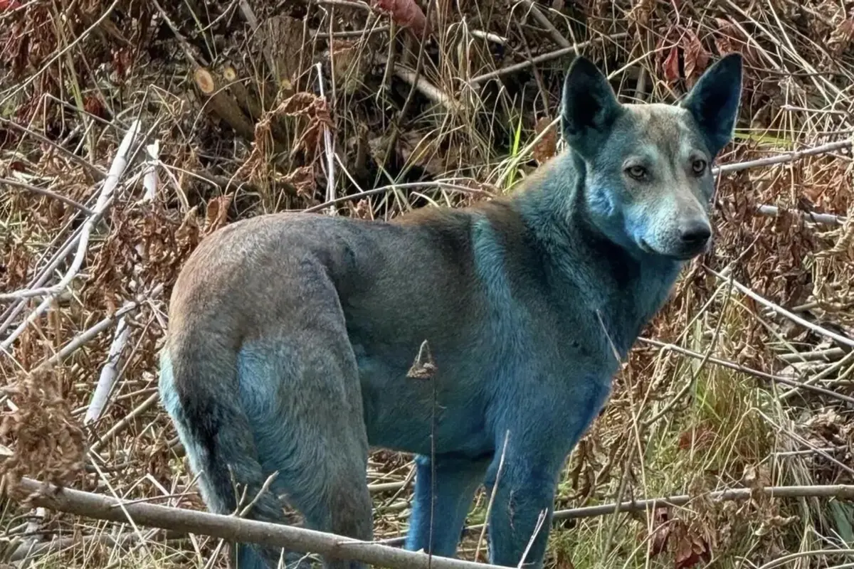 Фото: Dogs of Chernobyl