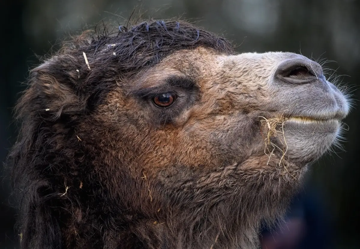 Фото с сайта pixabay.com