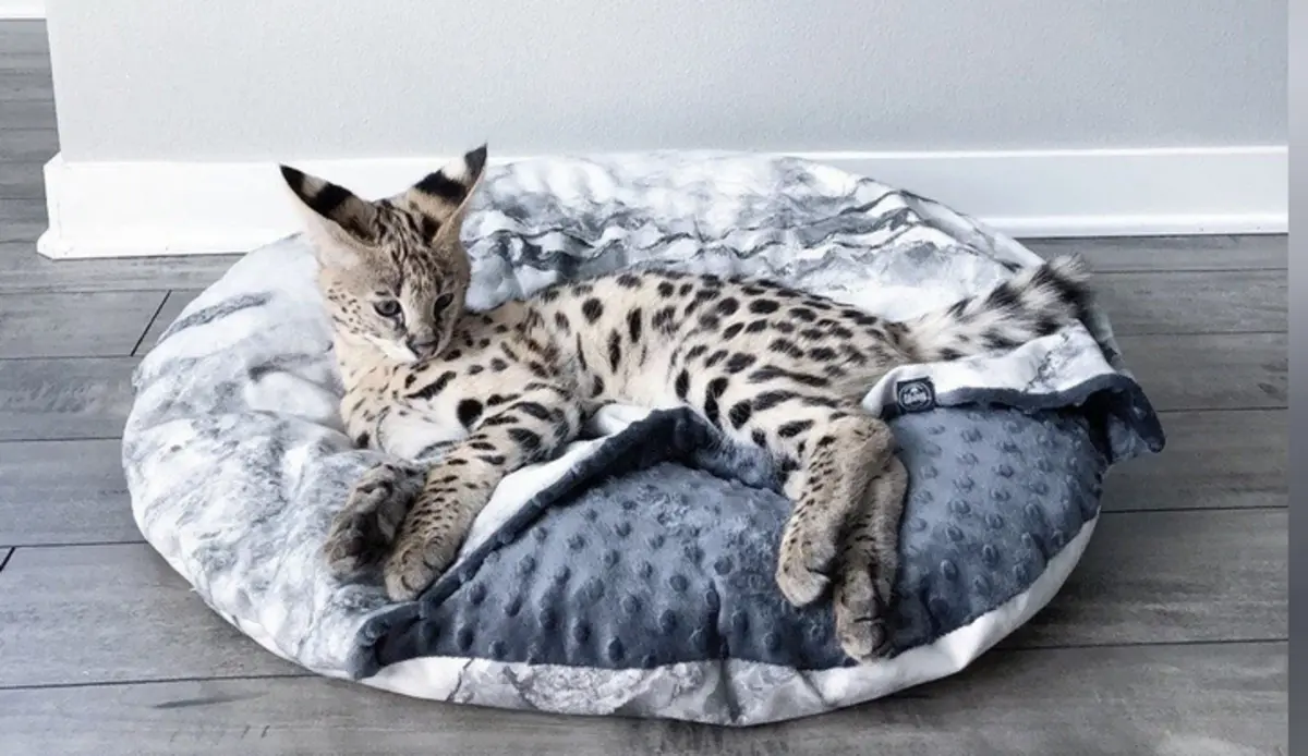 Фото: кадр YouTube