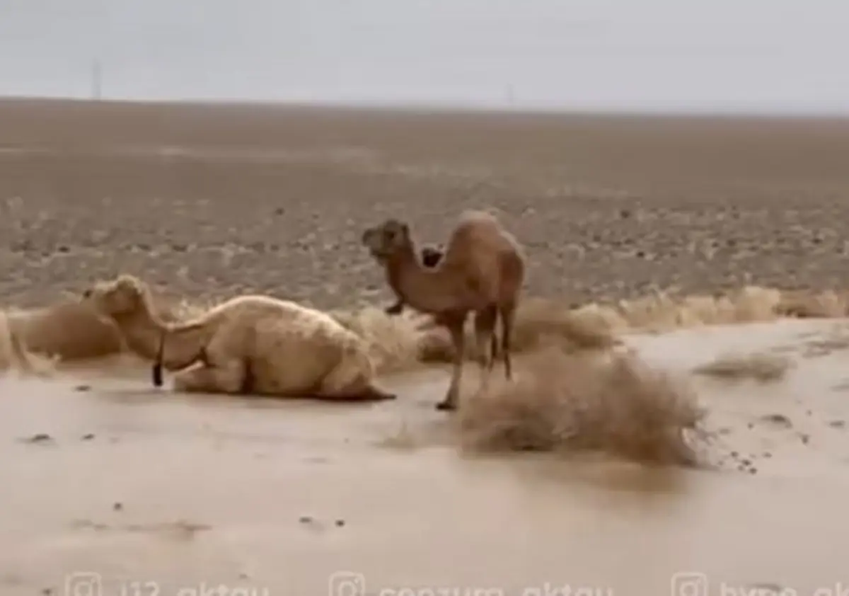 стоп-кадр из видео