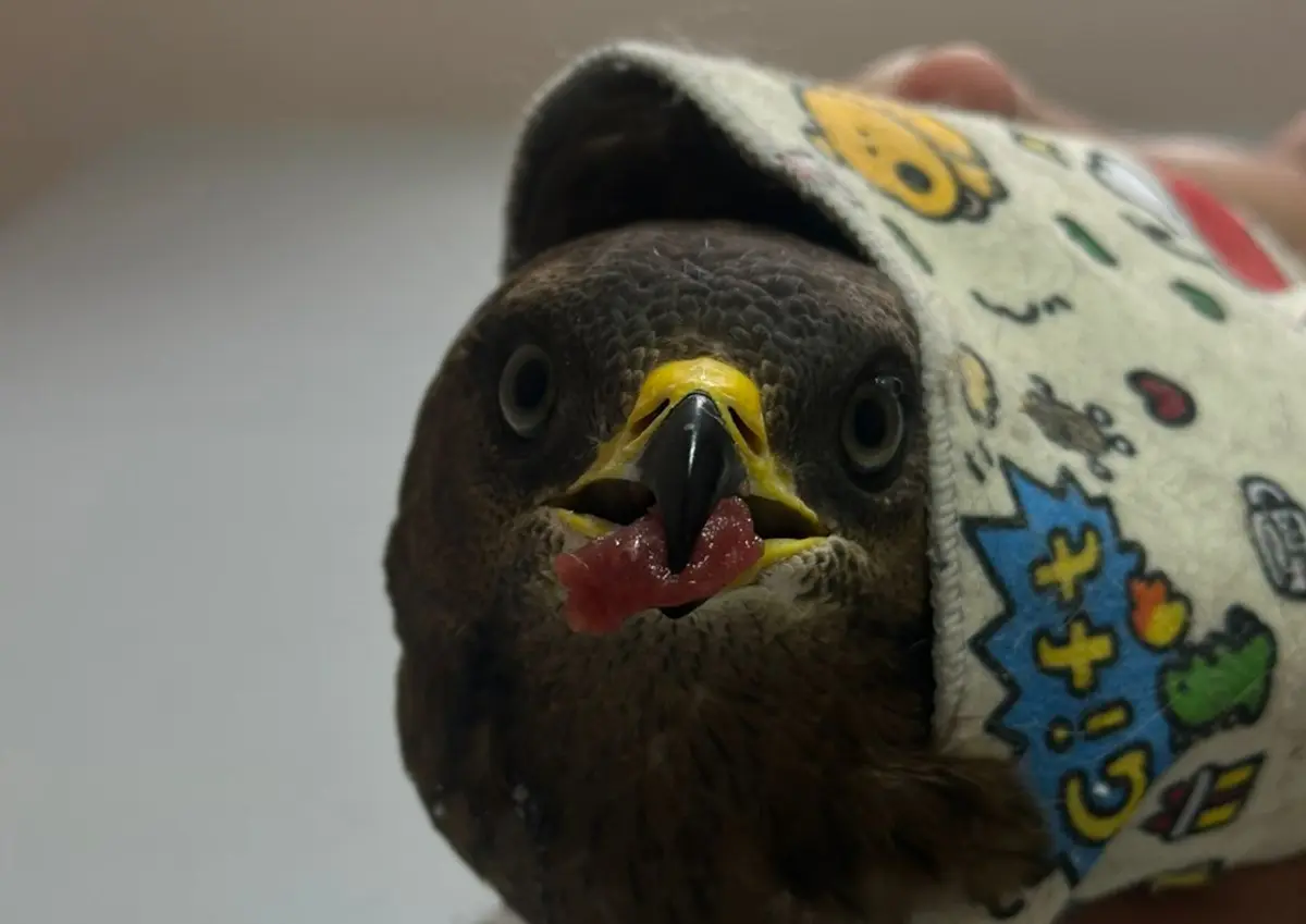 Фото предоставлено орнитологами