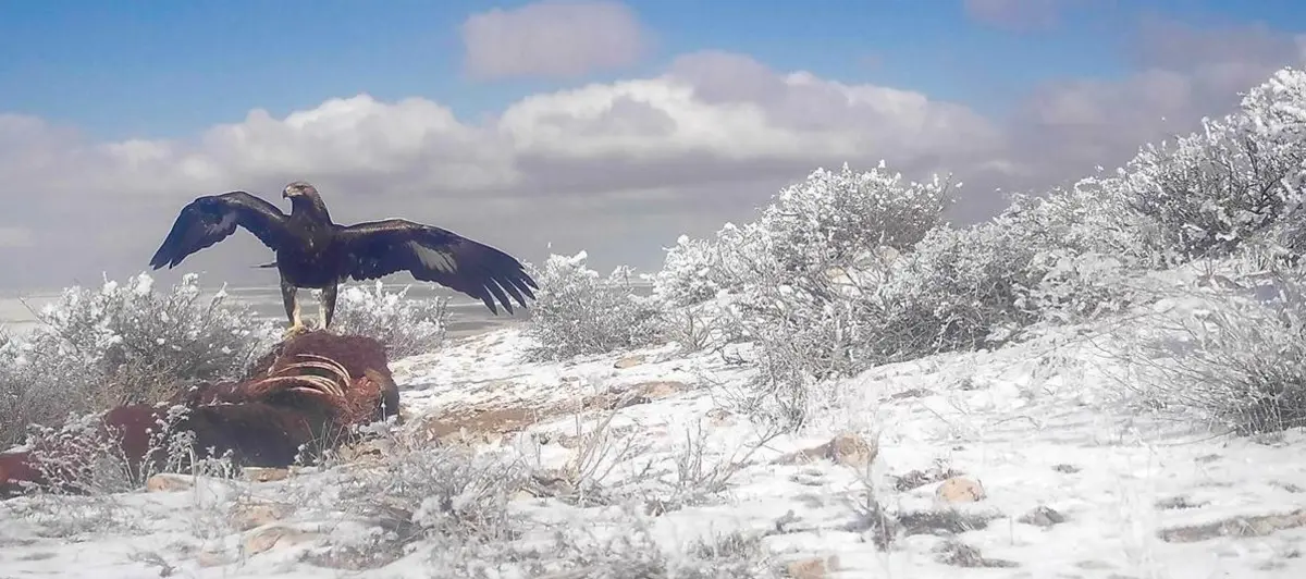 Птицы адаптируются к зиме. Фото предоставил М.Каратауов