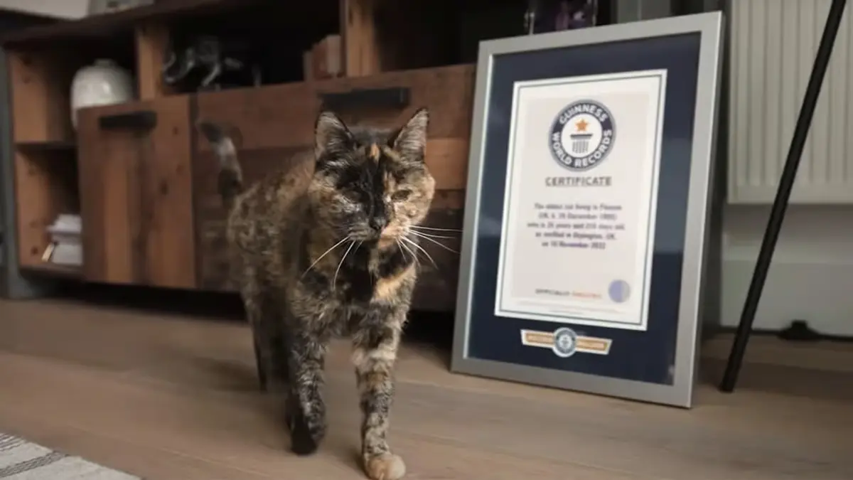 Фото: dexerto.com