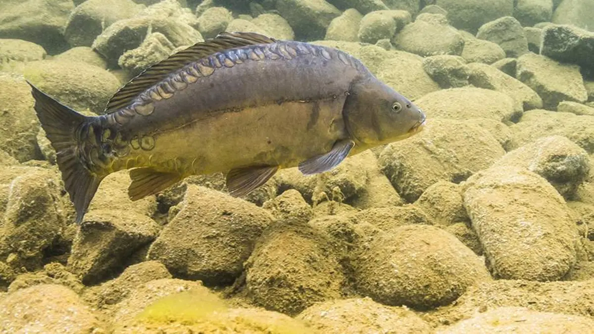 Фото: Global Look Press/Christoph Ruisz/imageBROKER.com