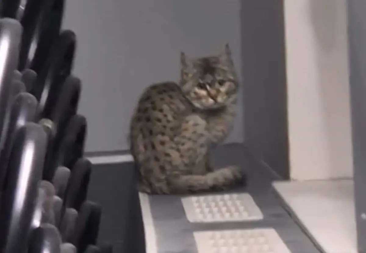 Фото: стоп-кадр из видео