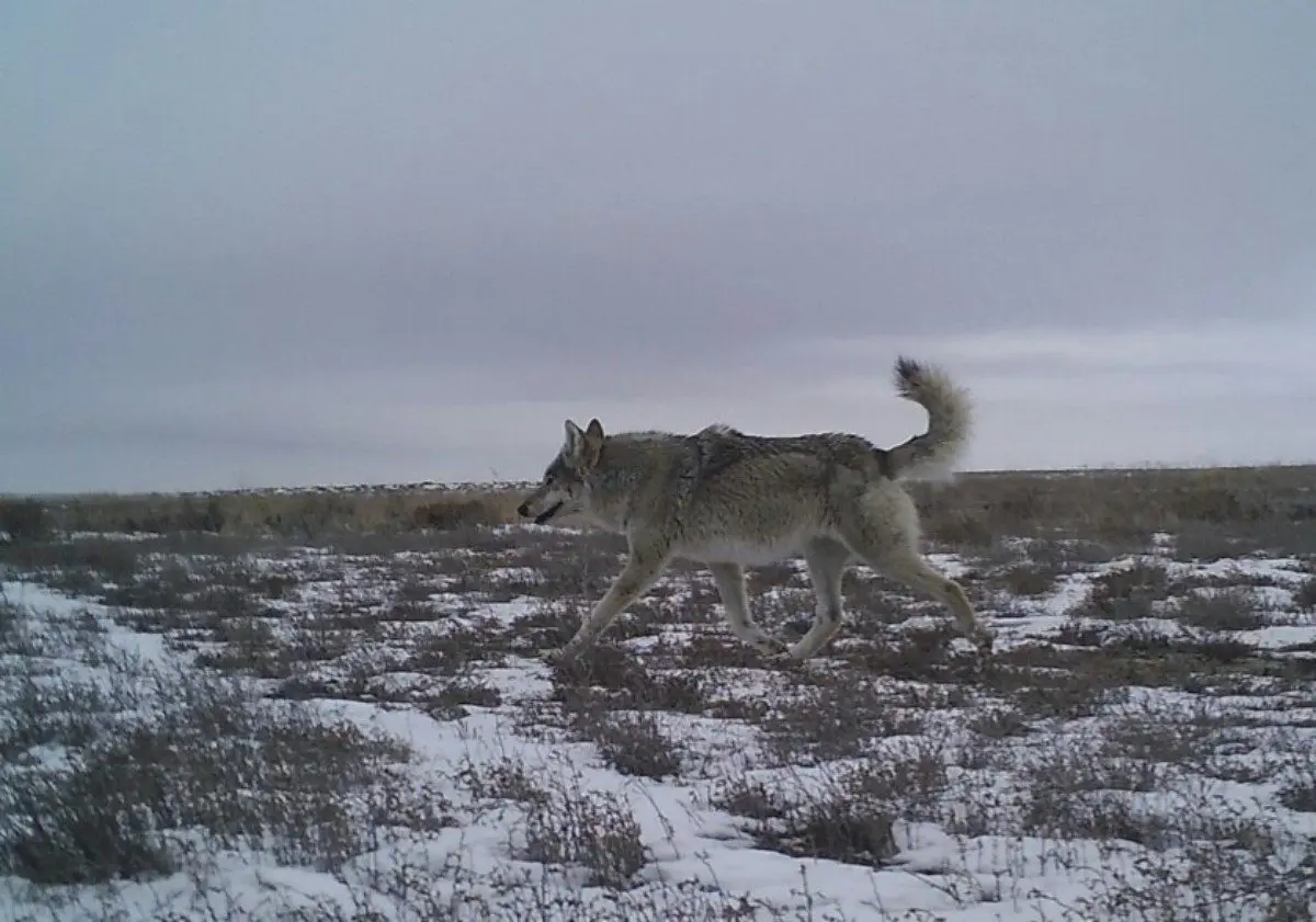 Фото: областная территориальная инспекция лесного хозяйства и животного мира