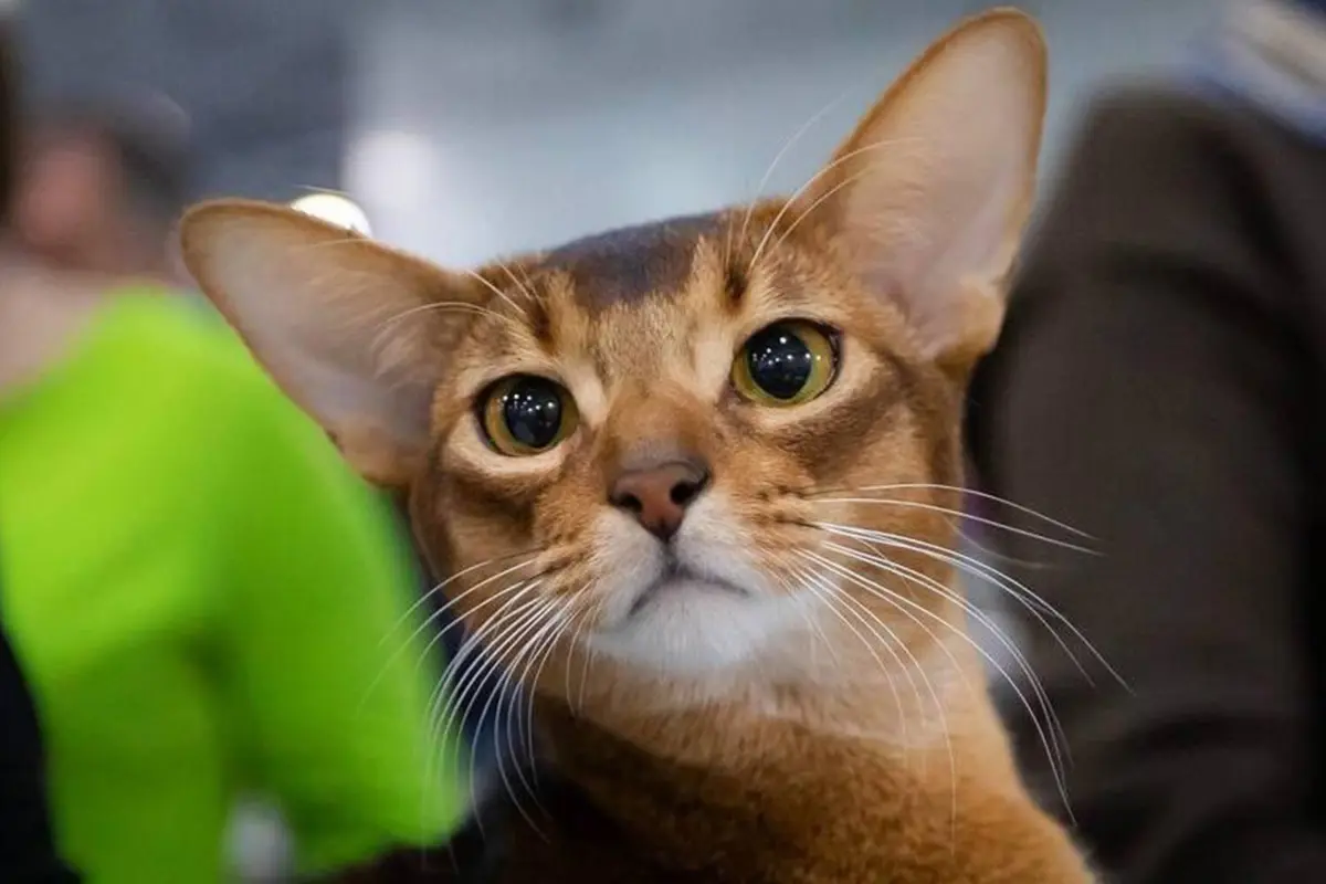 Фото: Elena Cattery Darlen Fleur/Facebook