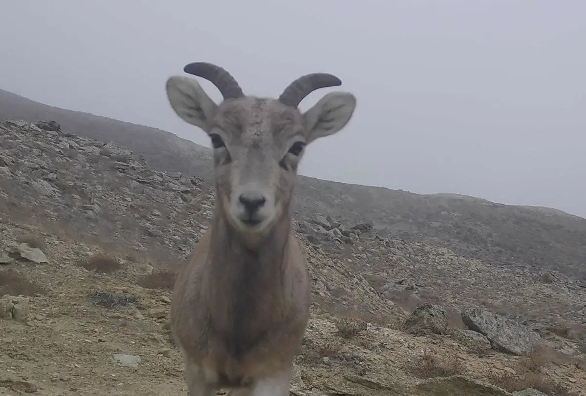 Фото: парк Кызылсай