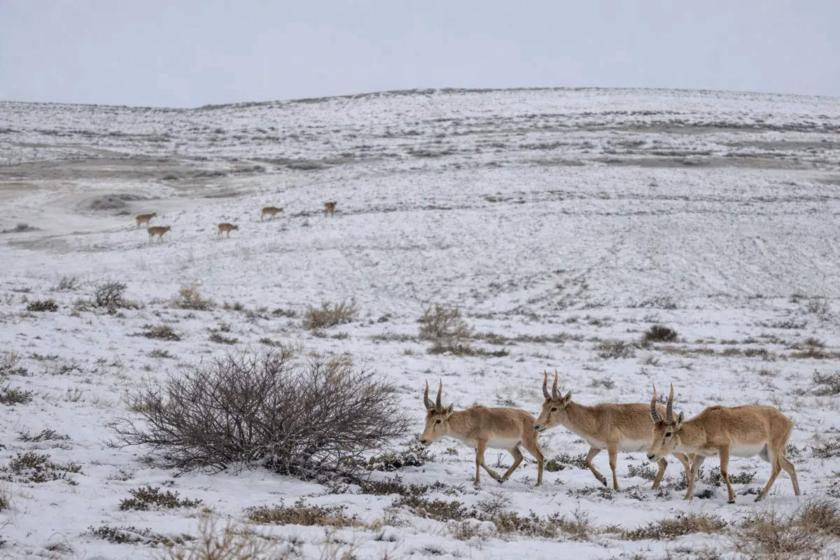 Фото предоставлено Устюртским государственным природным заповедником