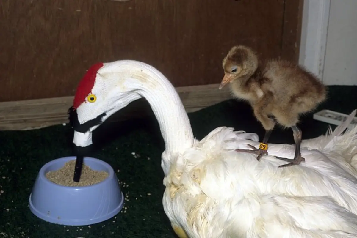 Фото: Wild Horizons / Universal Images Group via Getty Images