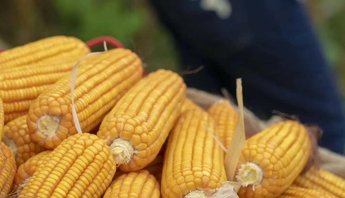 Фото: кадр YouTube