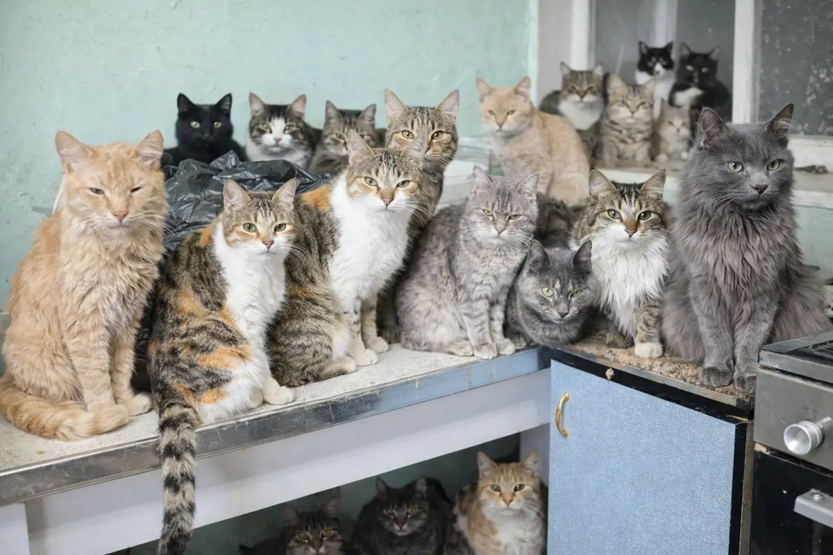 Фото предоставили волонтеры