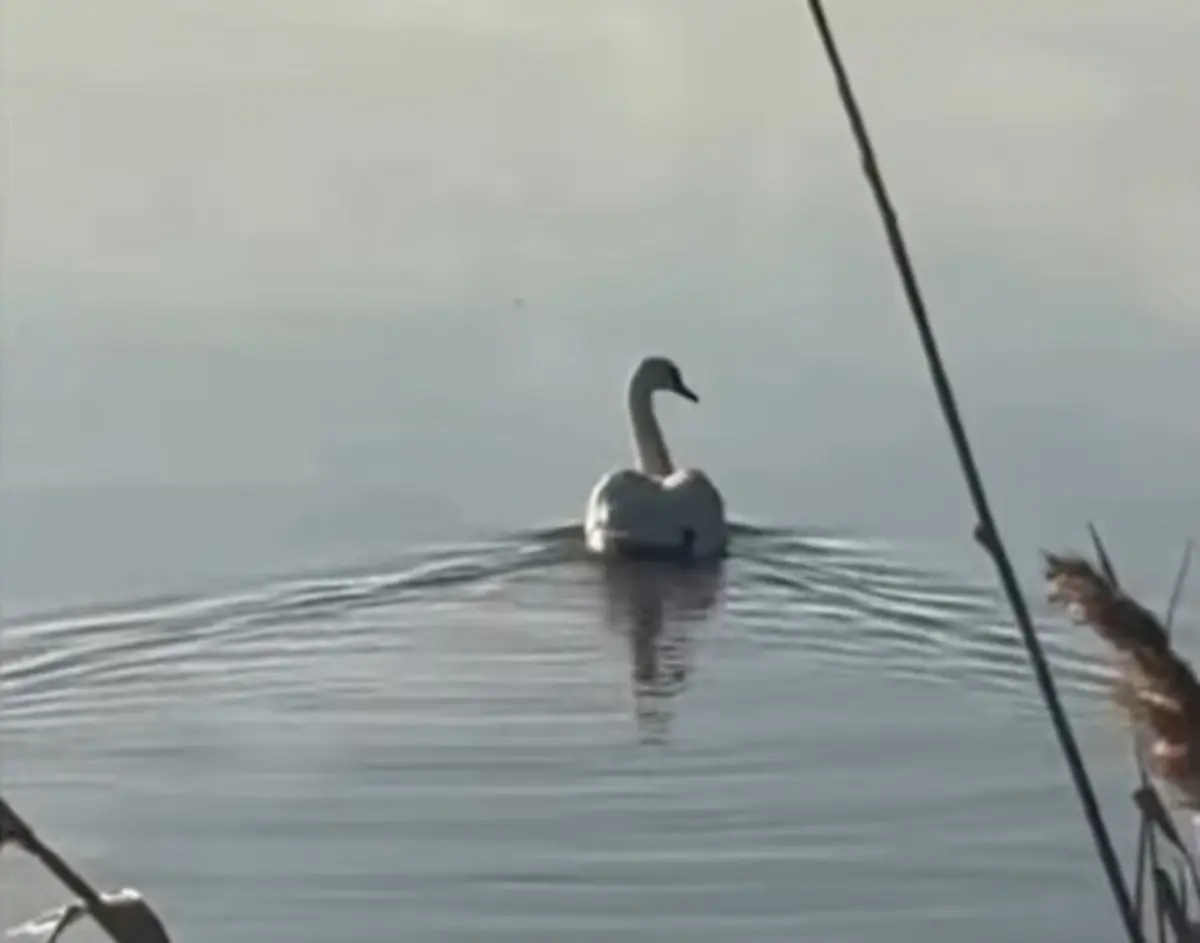 Скриншот из видео