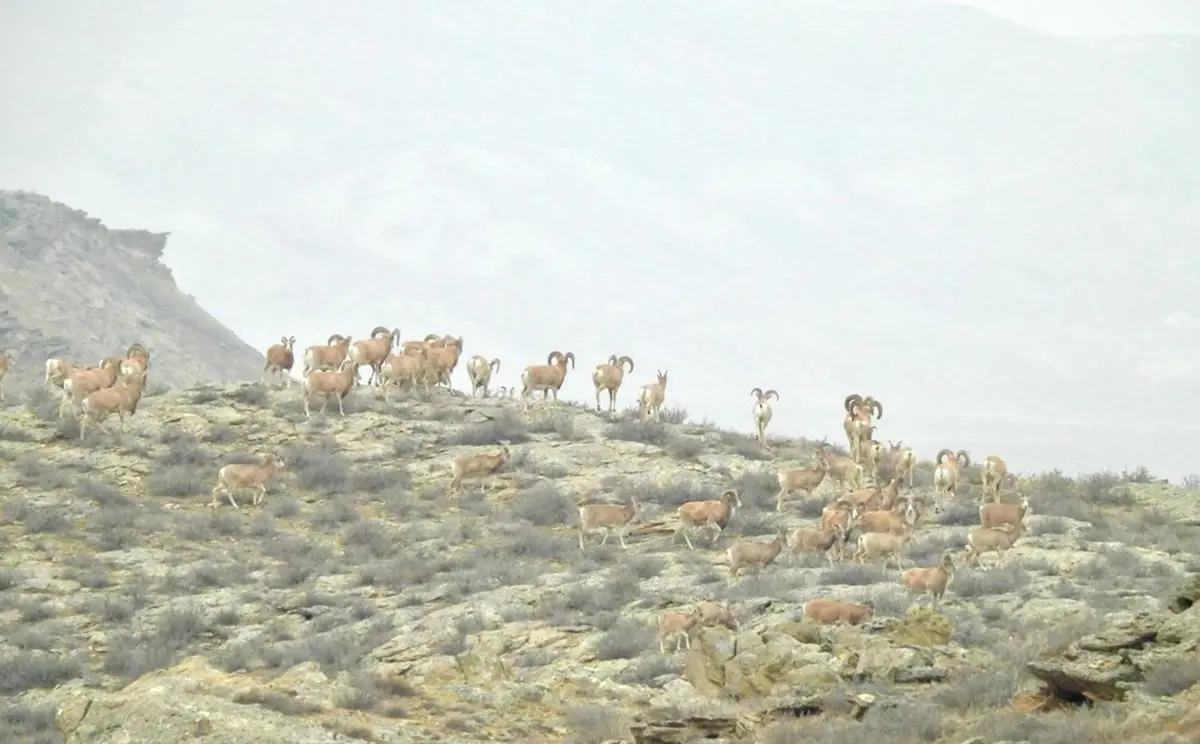 Фото предоставлены ЦОК Мангистауской области