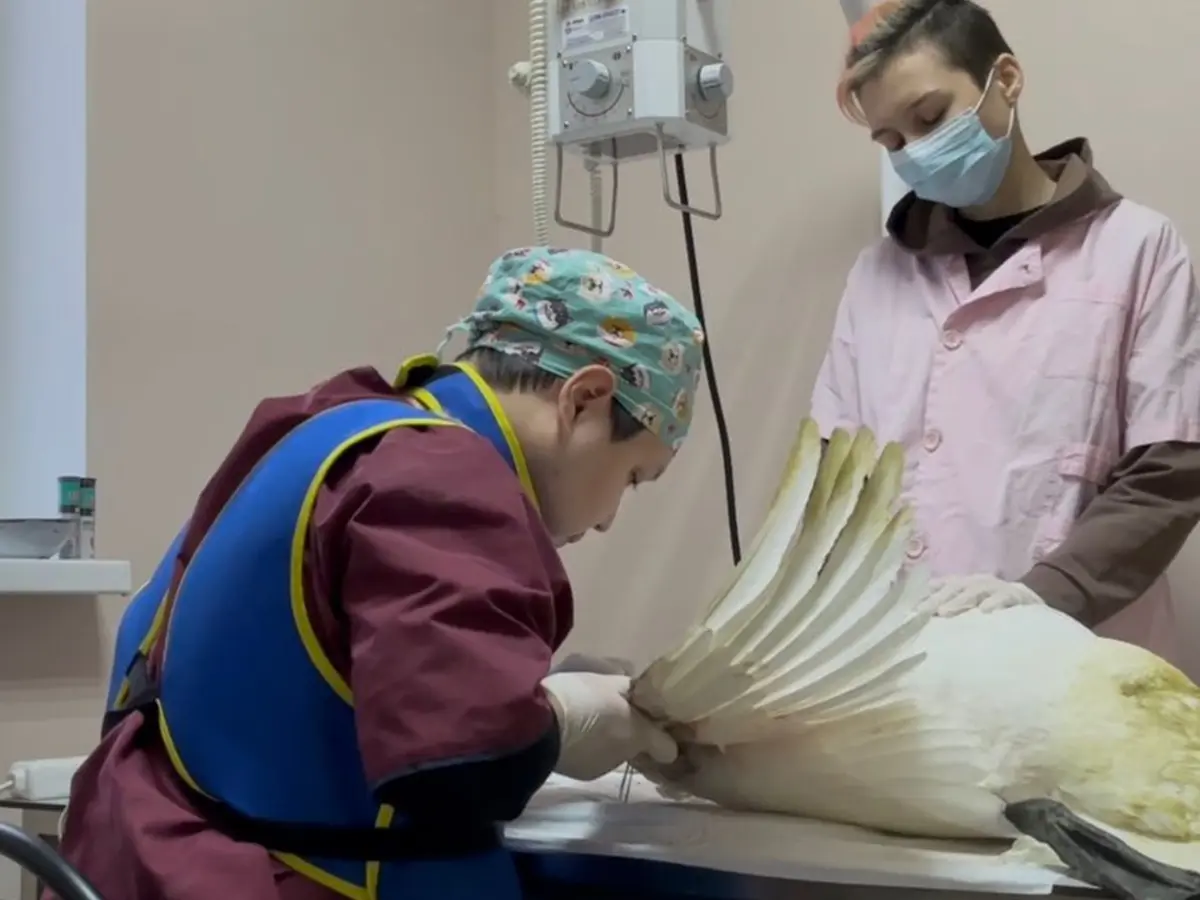 Фото предоставлено орнитологами