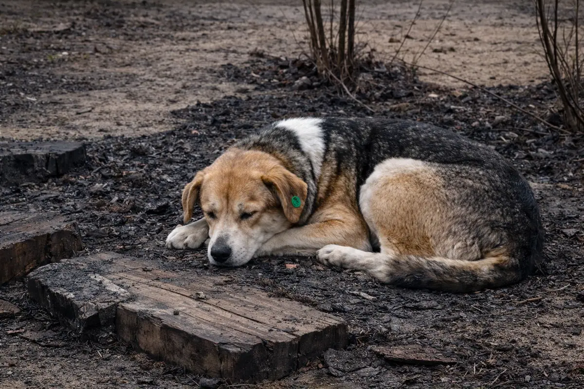 Фото предоставили жители 15 микрорайона