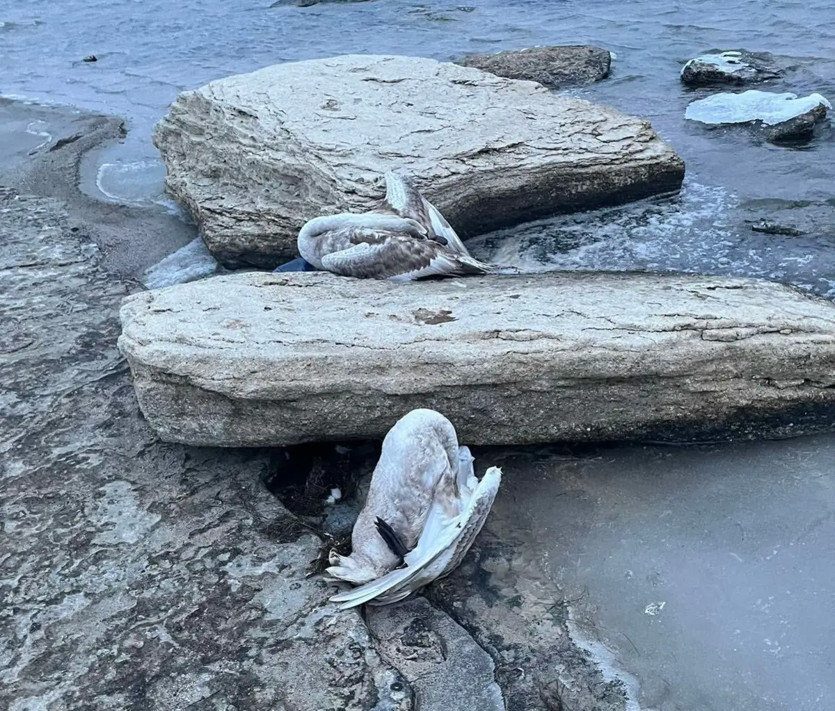 Фото А. Сарсенбаева