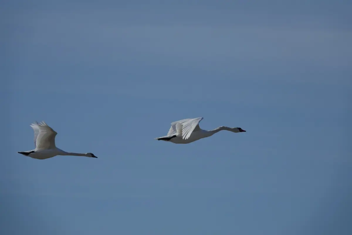 Лебеди. Фото экологического отряда «Қаракөл сақшылары»
