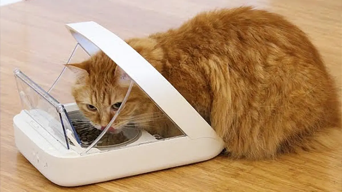 Фото: кадр YouTube