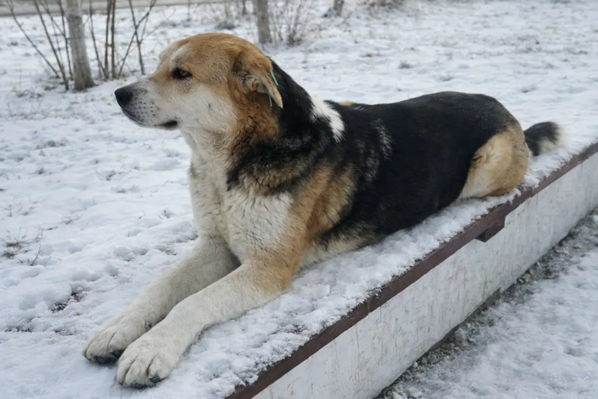 Кирюша. Фото жителей Актау