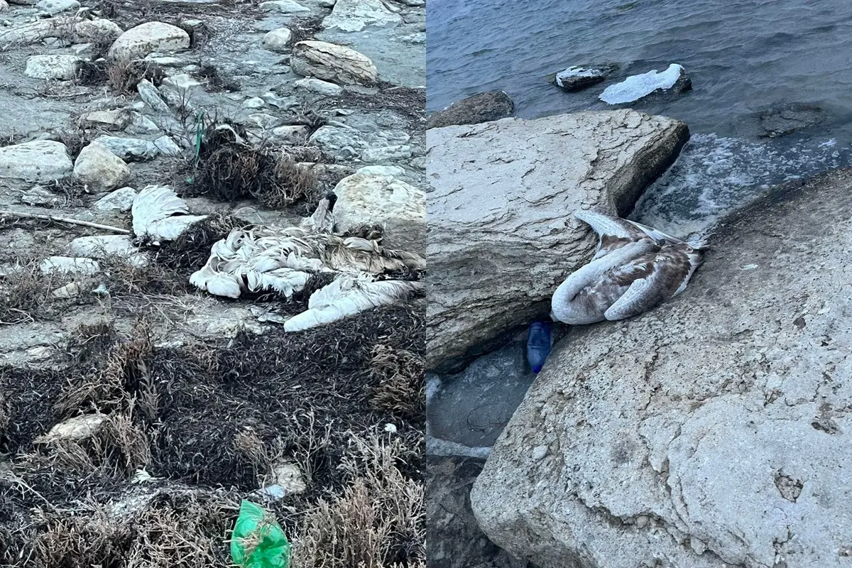 Фото Азамата Сарсенбаева