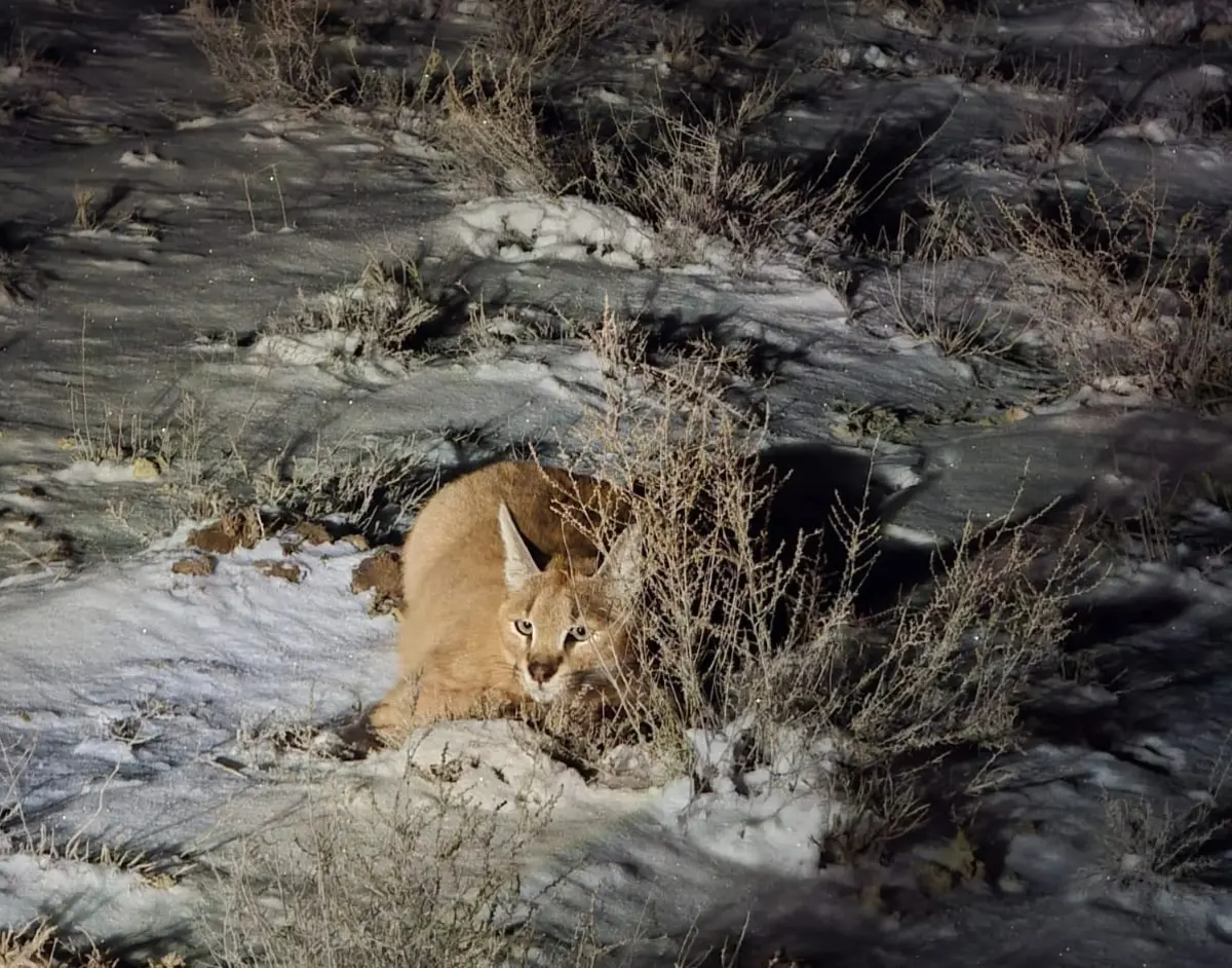 Фото: Мангистауская территориальная инспекция лесного хозяйства и животного мира