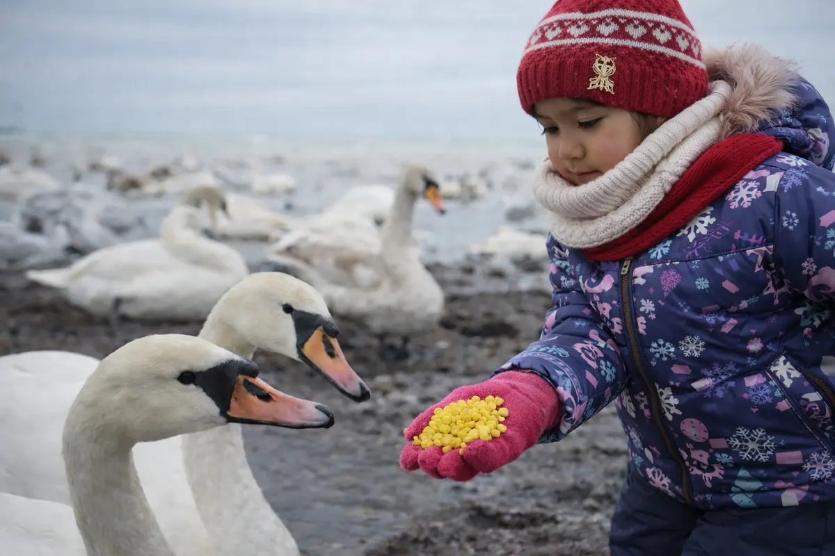 Почему лебеди заполонили Актау и стоит ли бить тревогу?