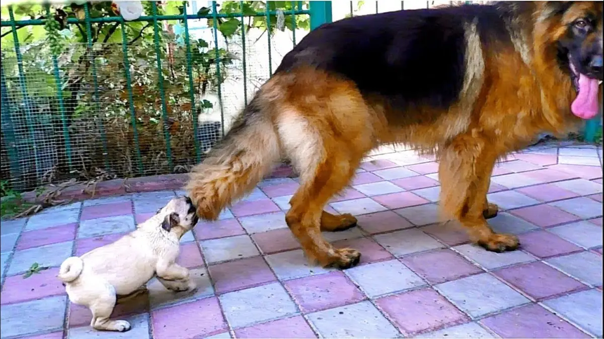 Фото: кадр YouTube