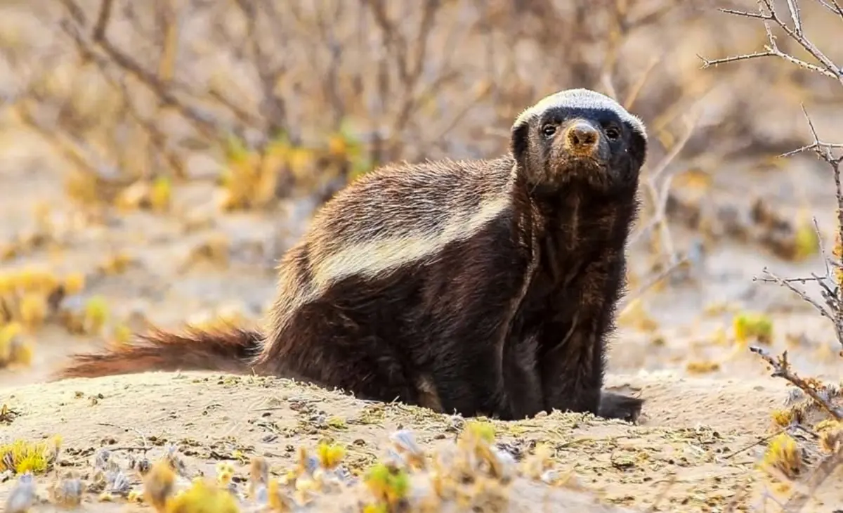 Медоед. Фото: karakalpakstan.travel