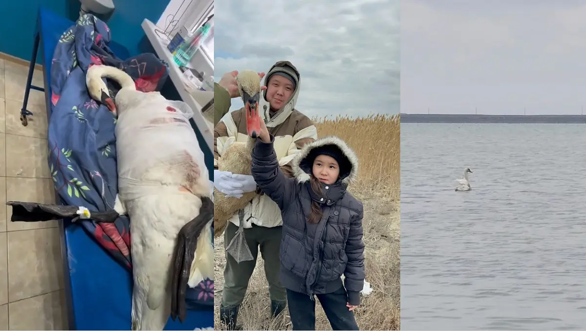 Фото предоставлено орнитологами